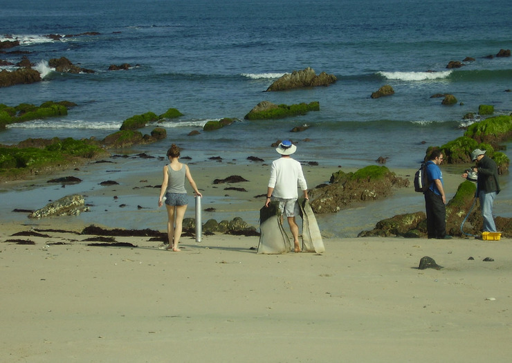 A degradación das algas é clave para conservar a biodiversidade das praias estuáricas galegas / DUVI.