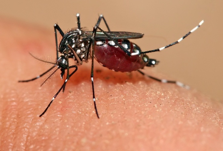 Mosquito transmisor do virus Zika / ayudanosquesomospadres.com