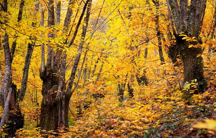 Souto de castiñeiros / galiciaunica.es