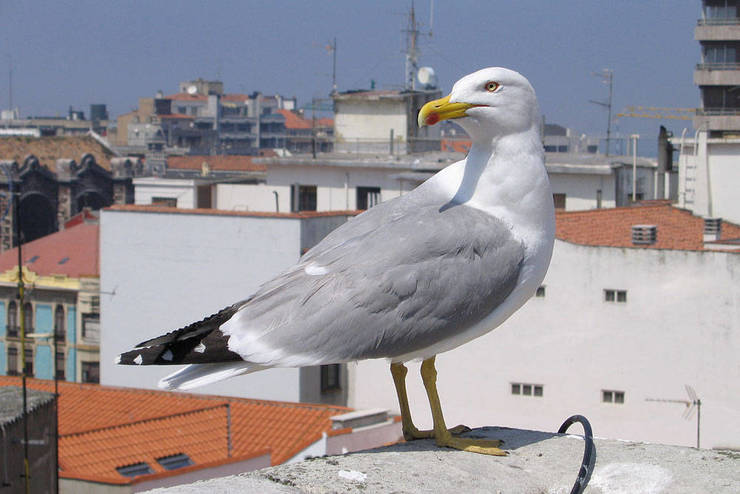 Gaivota patiamarela nun tellado 