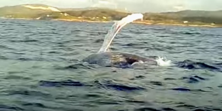 Balea en augas de San Cibrao.
