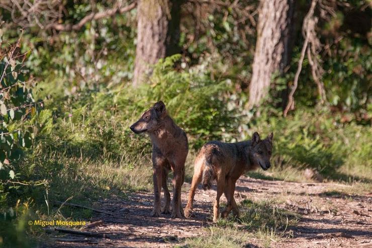 Cachorros de lobo 