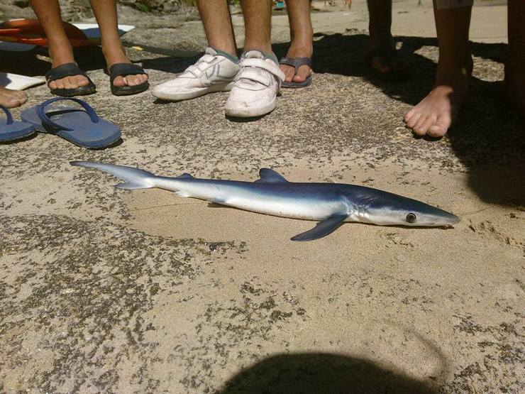 Cría de quenlla atopada en Porto do Son 