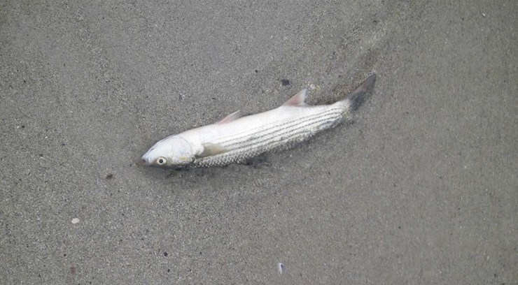 Peixe morto no río Bolaños por unha vertedura / Concello de Arteixo - Arquivo