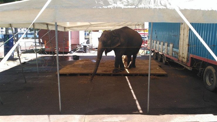 Un elefante atrapado nun circo 