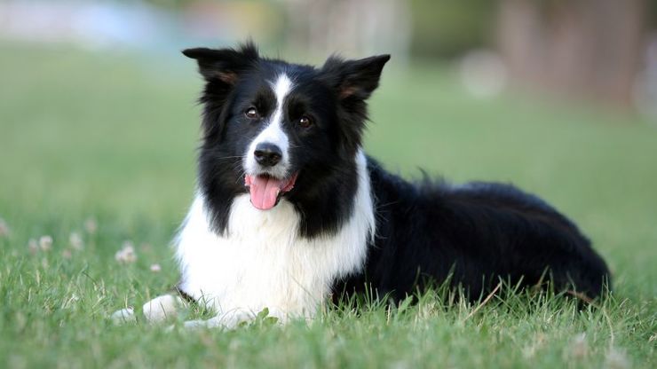 O border collie é un can de pastoreo / hogarmania.com