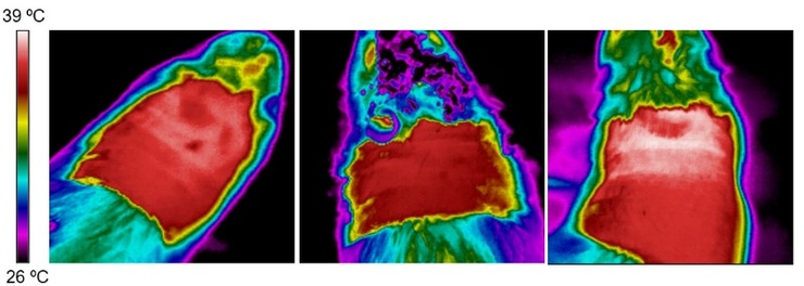 Imaxes da temperatura interescapular, zona onde se atopa o tecido adiposo pardo nunha rata delgada (esquerda), noutra obesa (centro) e nunha tratada con BiP no hipotálamo (dereita) 