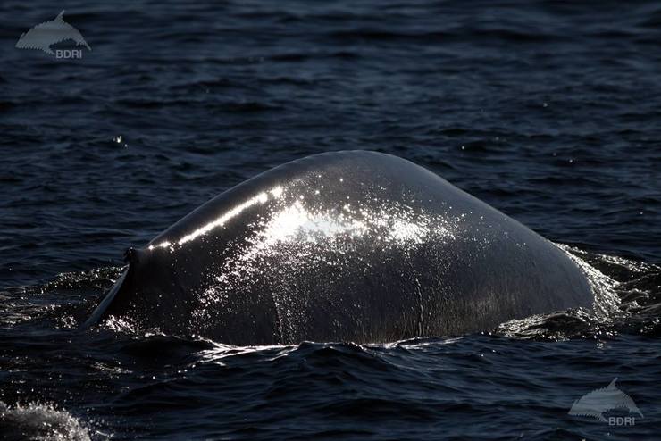 Exemplar de balea azul duns 25 metros de lonxitude, preto de Corrubedo / BDRI.