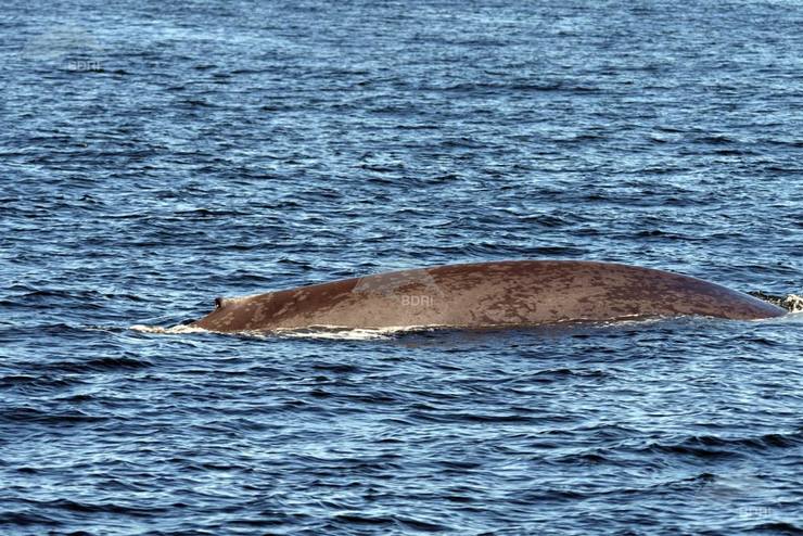 Balea azul duns 25 metros de lonxitude, preto de Corrubedo 