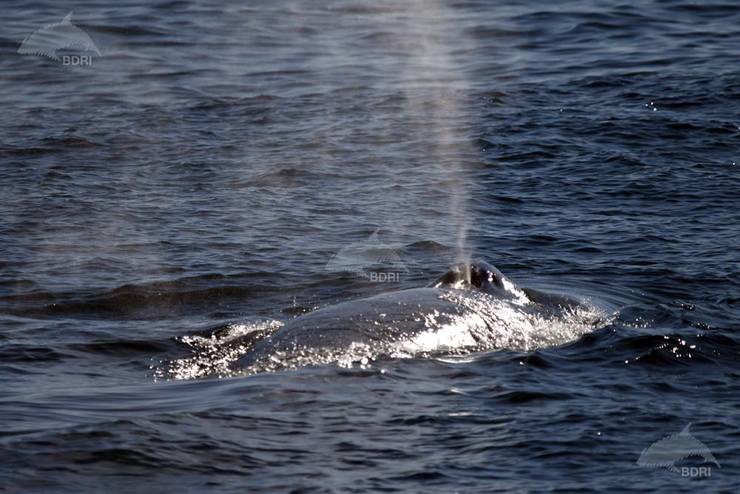 Un exemplar de balea azul duns 25 metros de lonxitude, preto de Corrubedo 