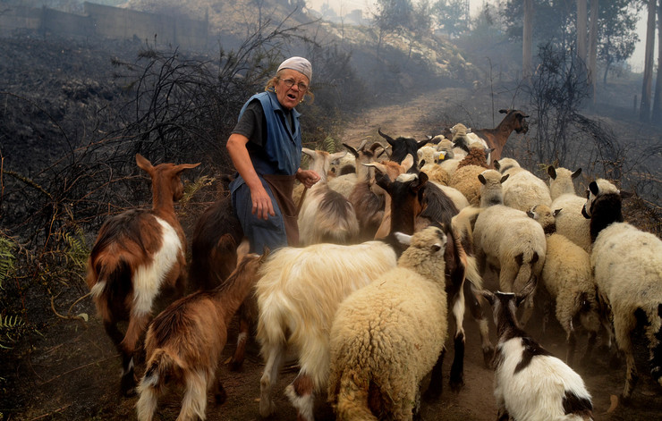 Unha pastora escapa do lume co seu rabaño en Pazos de Borbén, en plena onda de incendios en Galicia a mediados de outubro de 2017 / © Miguel Núñez.