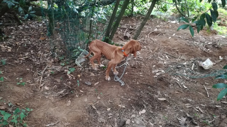 Investigado un vecino de Miño por maltrato animal