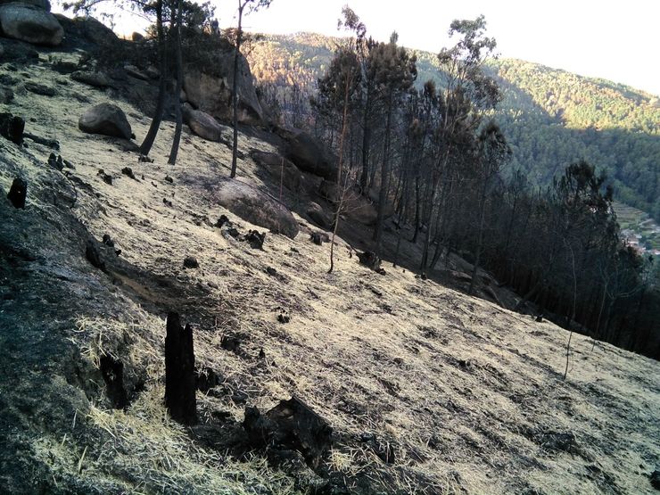 Palla esparexida polos veciños en Guláns (Ponteareas) para fixar a terra e que non se perda solo trala vaga de lumes 