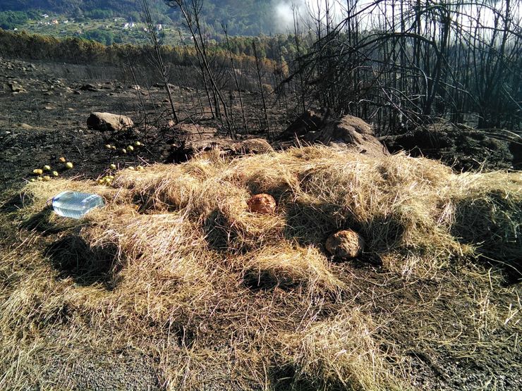Forraxe e auga que veciños deixan nos montes para alimentar aos animais nas zonas queimadas pola vaga de incendios que arrasaron 35.500 hectáreas en Galicia en pleno mes de outubro 