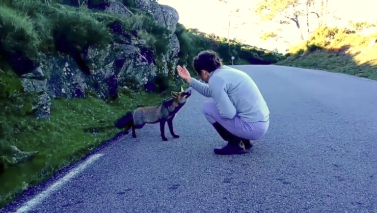 Un raposo achégase a unha muller na Curota, na Pobra do Caramiñal / Alfonso Lampón.