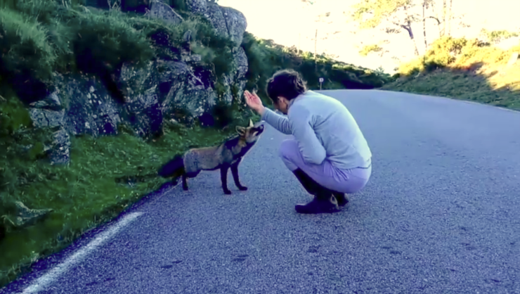 Un raposo achégase a unha muller na Curota, na Pobra do Caramiñal 