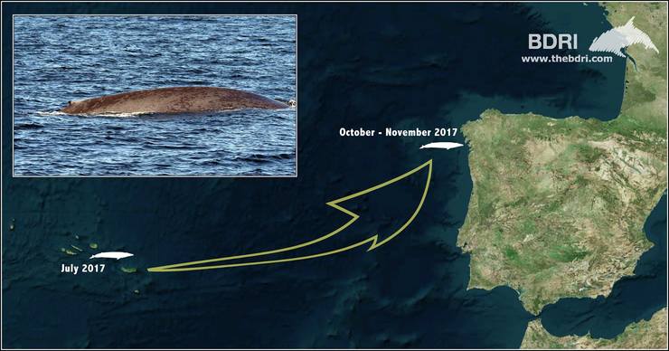 A balea azul que percorreu 2.000 quilómetros para alimentarse en augas galegas / BDRI.