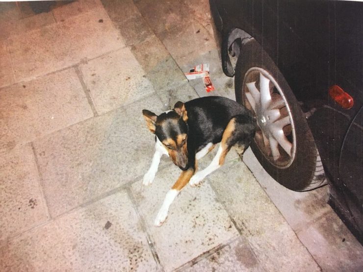 Unha cadela tras ser supostamente guindada á rúa polos seus donos. 