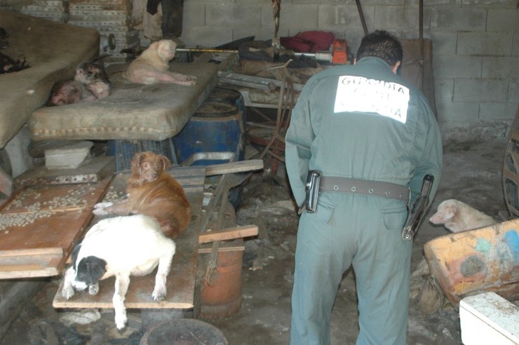 Tres investigados en Pontevedra por maltrato animal.