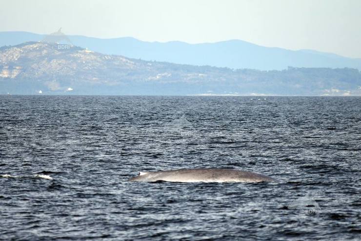 Cuarto avistamento dunha balea azul en augas galegas entre mediados de setembro e finais de outubro de 2017 