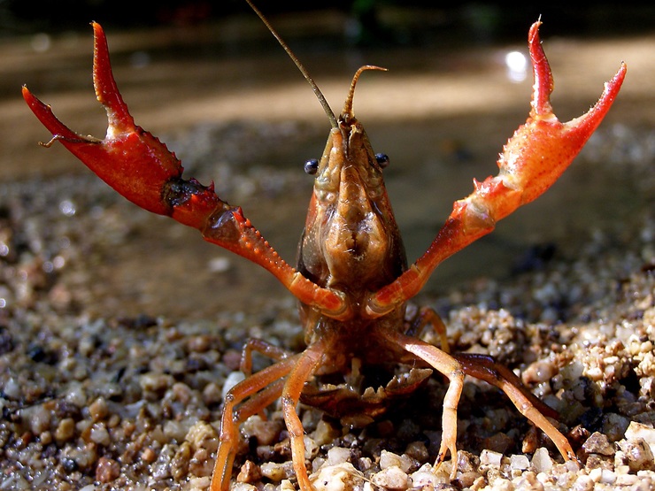 Cangrexo vermello de río, especie invasora