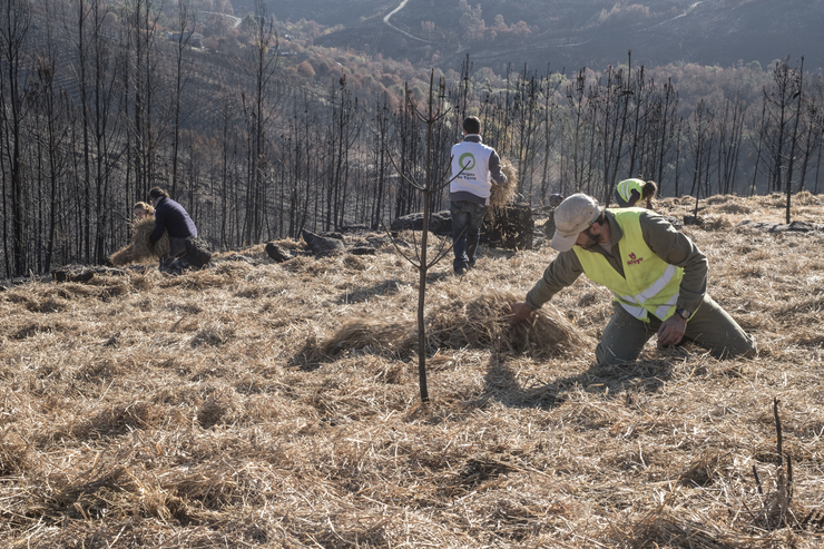 Voluntarios axudan a rexenerar montes queimados en Melón / Amigos da Terra