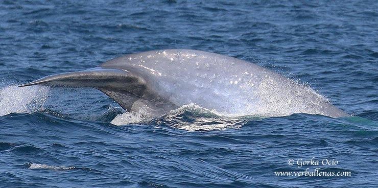 Primeira balea azul avistada en augas da Península Ibérica en tres décadas, identificada fronte a costa de Biscaia o 23 de setembro de 2016 
