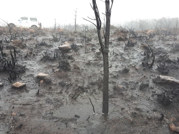 Riadas en monte queimado na Serra da Cabeza de Meda. 