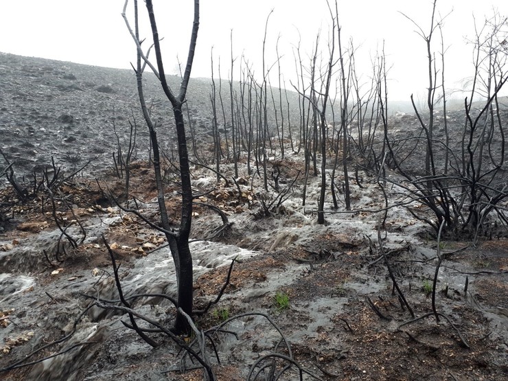 Escorrentías e arrastre de cinzas na Serra dá Meda en Ourense após incendios