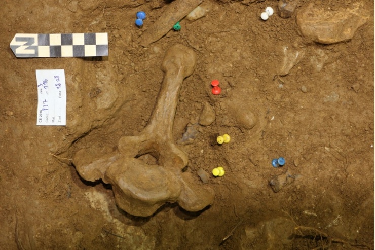 Restos humanos achados na Cova de Eirós / USC - IPHES