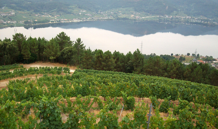 Vides da Denominación de Orixe Ribeiro / UVigo - Arquivo