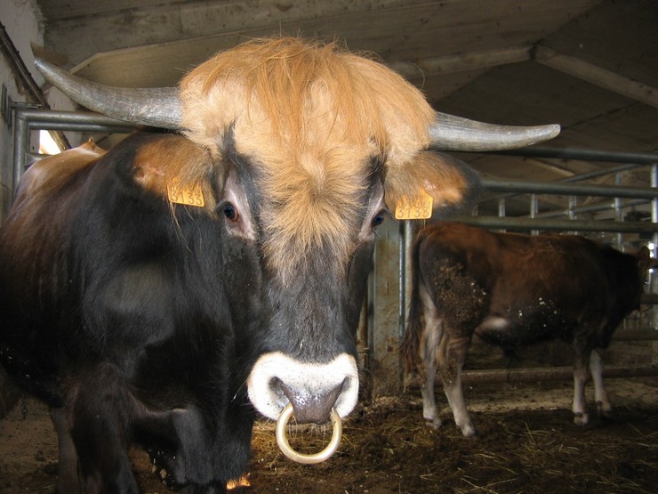 Boi de raza frieiresa (Centro de recuperación de razas autóctonas, Coles, Ourense) / P. Lameiro.