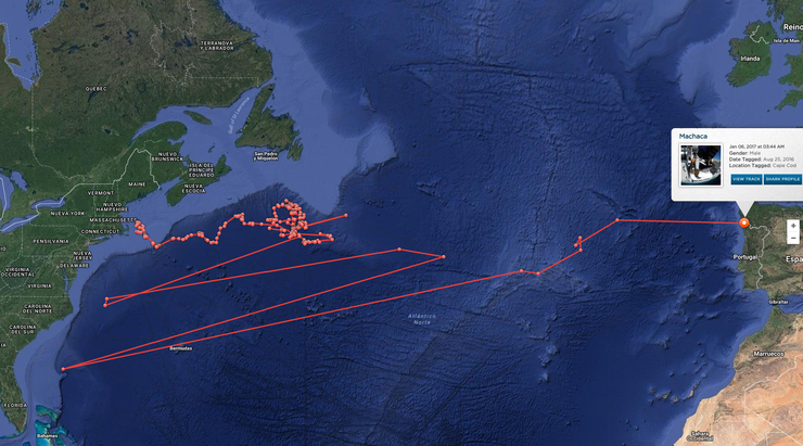 O proxecto Global Shark Tracker ten rexistrada toda a ruta da quenlla 'Machaca' até chegar á ría de Vigo , onde se lle perdeu o rastro 