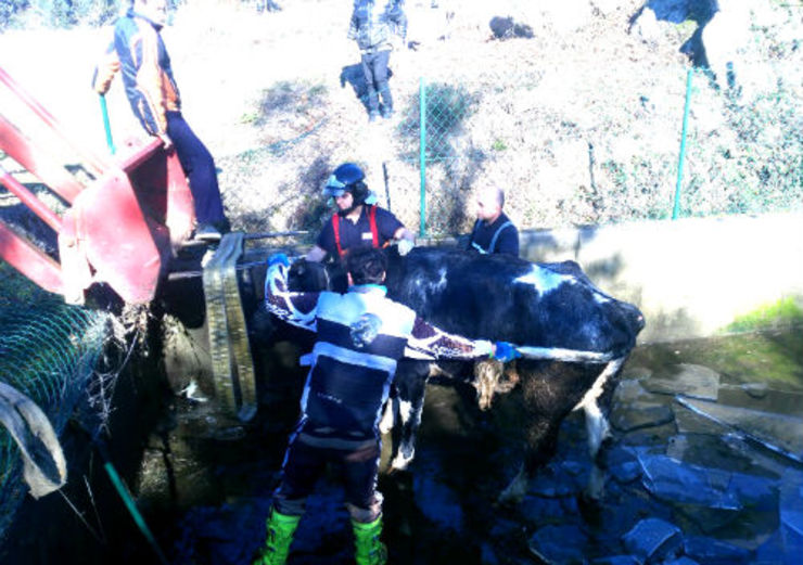 Efectivos de Emerxencias consiguen salvar unha vaca en Mos 