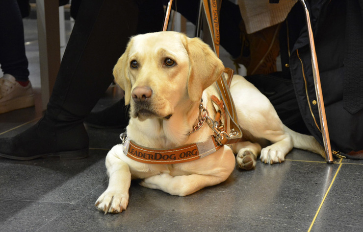 Lucy, de raza labrador, primeira cadela guía na Universidade de Vigo 