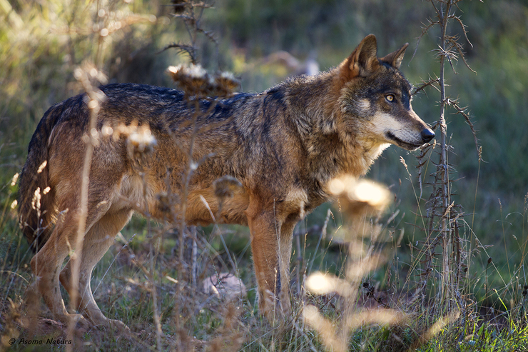 Lobo 