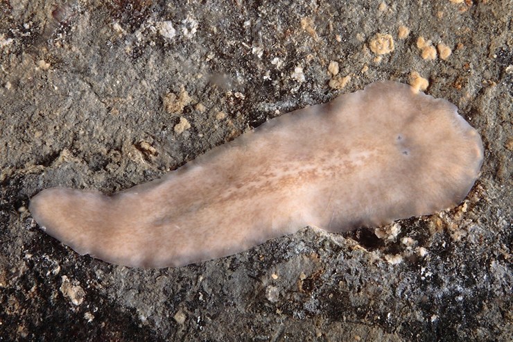 Nova especie de verme plano achada na Ría de Arousa / GEMM.