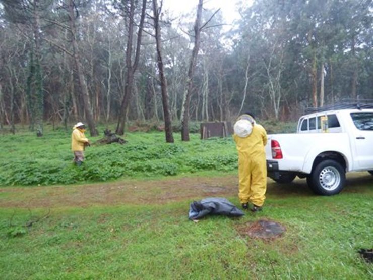 Operarios do Parque Nacional Illas Atlánticas traballan para eliminar niños de vespa velutina nas Illas Cíes 