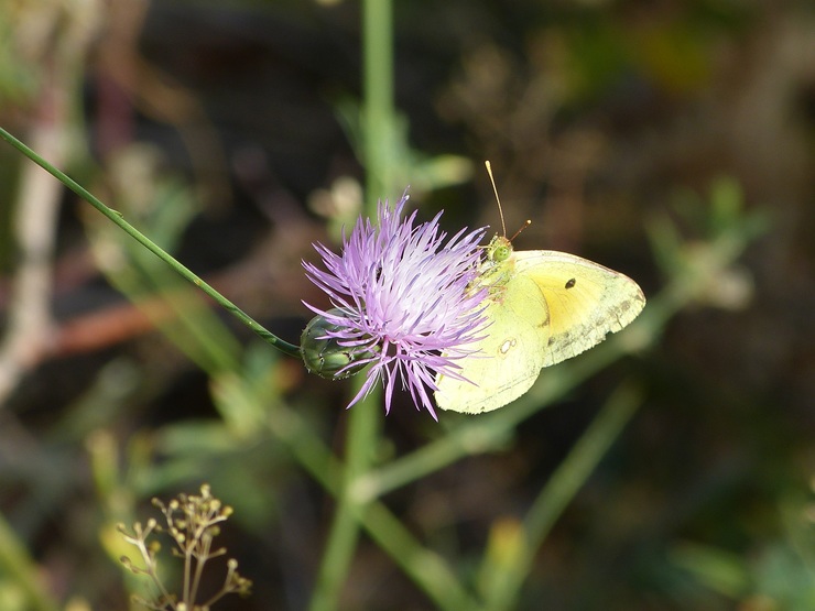 Bolboreta, flor, polinización, natureza, primavera, fauna, flora, prado