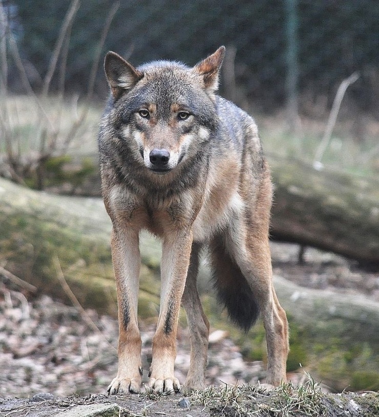 Lobo gris 