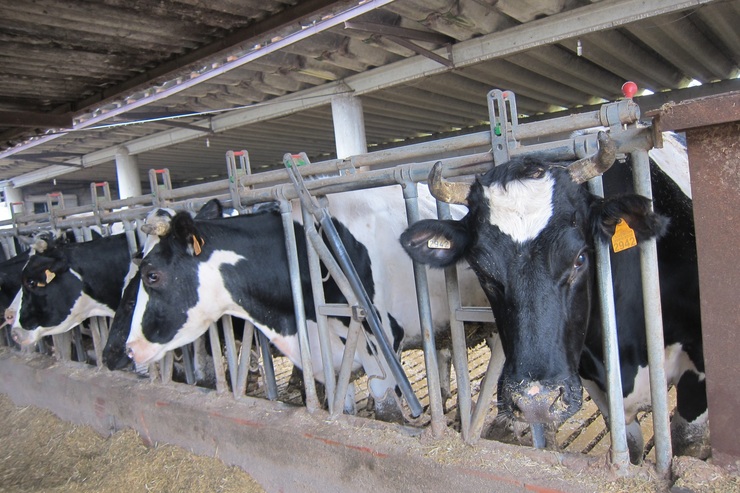 Vacas nunha explotación agraria 