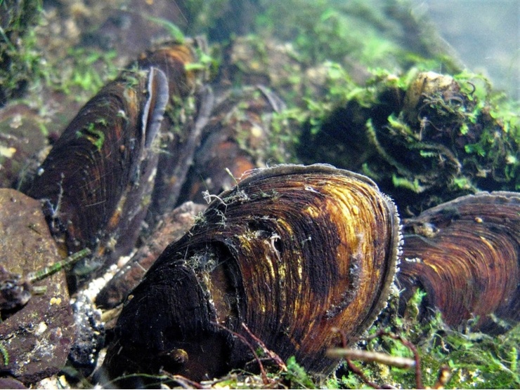 Exemplares adultos de mexillón de río M. margaritifera, no seu medio natural / USC.