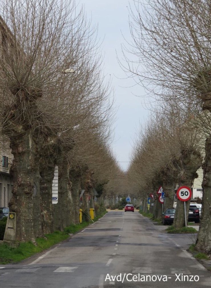 árbores centenarias da Avenida de Celanova, en Xinzo, motivo da nova polémica 