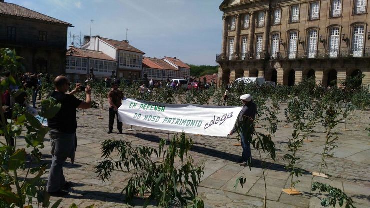 Os ecoloxistas enchen de eucaliptos a Praza do Obradoiro para protestar contra a plantación masiva desta especie en Galicia 