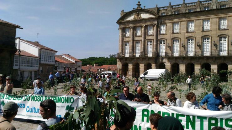 Plantación simbólica de eucaliptos no Obradoiro para protestar contra a invasión desta especie en Galicia 