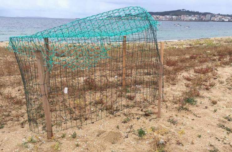 Destrución na praia de Coroso, en Ribeira, de cinco niños de píllara das dunas, especie en perigo de extinción 