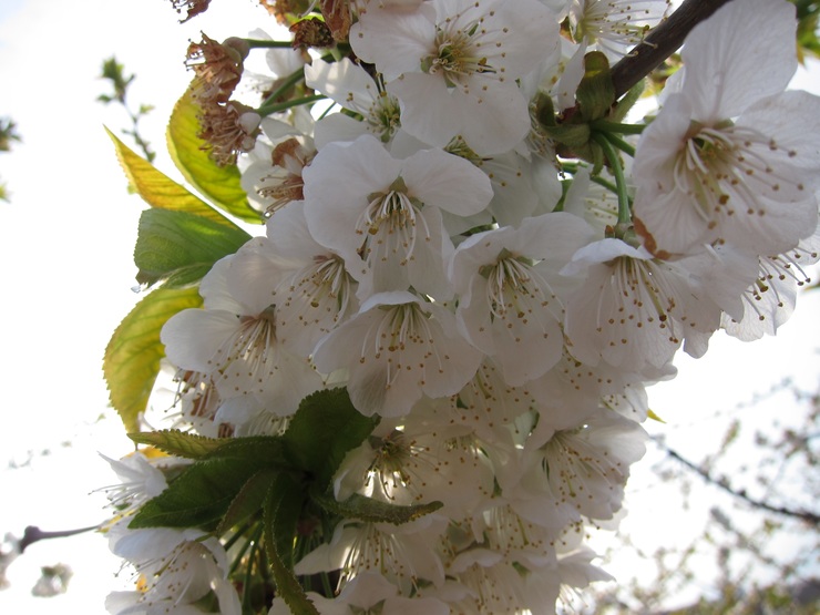 Cerdeira en flor. Primavera. Polinización.