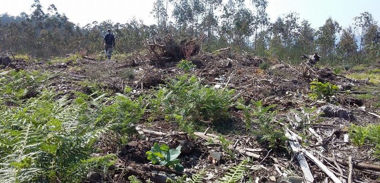 Danos causados polos eucaliptos no Castro da Rilleira, en Barreiros 