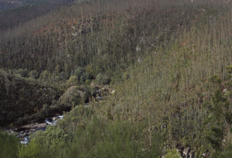 Zona de estudo no Val do Lérez na que se pode ver como os afluentes da marxe dereita do río discorren completamente entre eucaliptais.