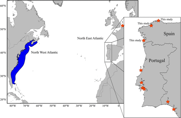 Mapa da distribución nativa de Cynoscion regalis no Atlántico noroccidental (zona azul) e rexistros da súa presenza no Atlántico nororiental (estrelas vermellas) / Bañón et al., 2017, Mar Biodiv DOI 10.1007/s12526-017-0738-8.
